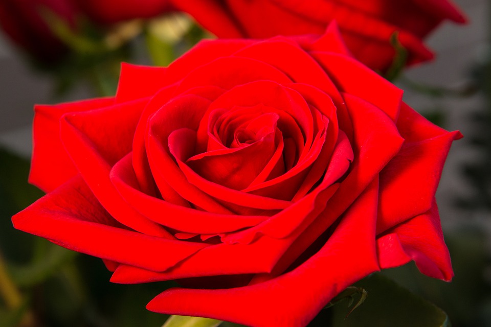 bunga mawar merah